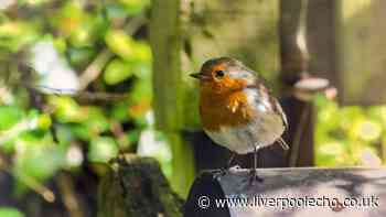 Robins will keep coming back to your garden if one food is laid out