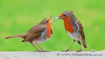 One fruit left out will bring robins to your garden all autumn