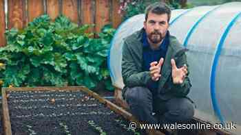 Gardener recommends sowing these 14 crops in September for winter harvest