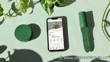 Review: Plant With Willow promises to keep your houseplants alive and thriving