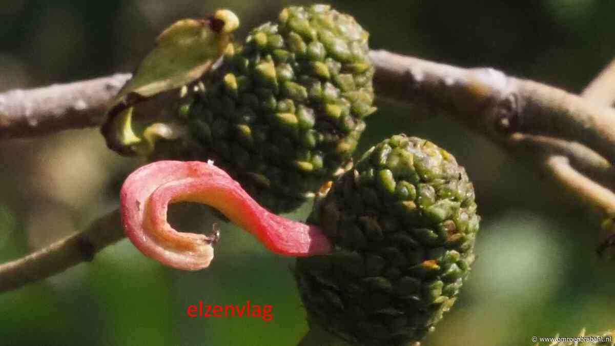 Ria vraagt waarom er vlaggen aan elzenproppen groeien, Frans legt het uit