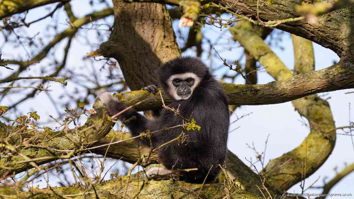 The extraordinary zoo where you can sleep next to wolves and noisy gibbons