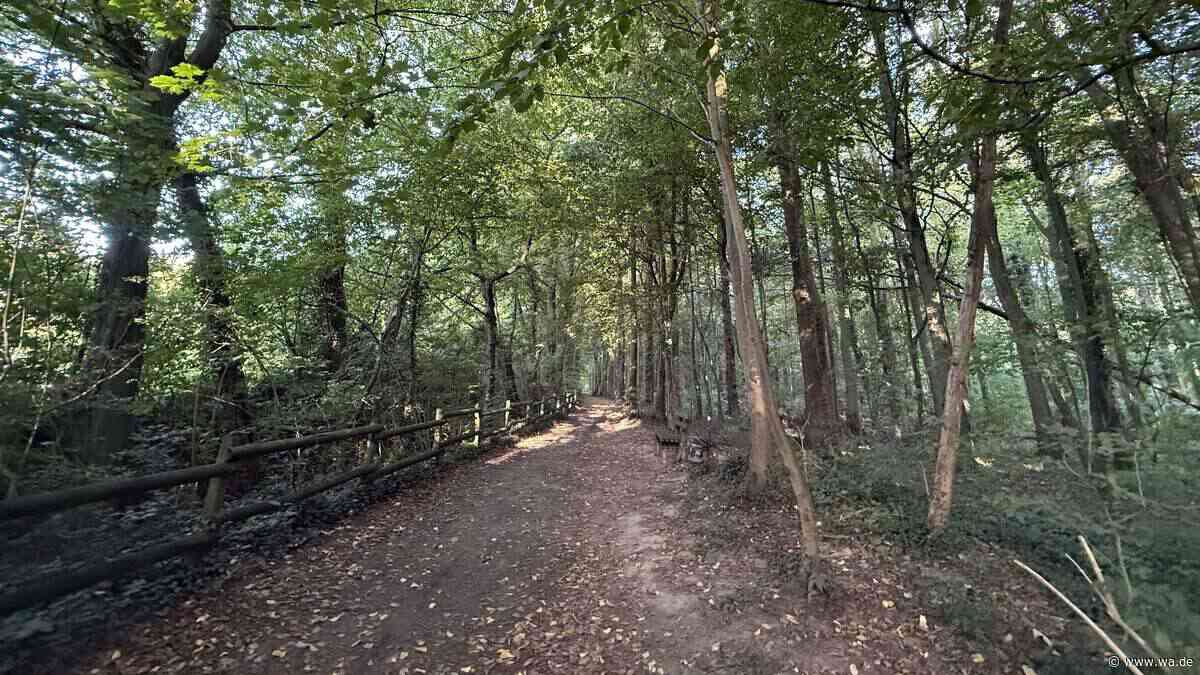 „Das ist sehr schade“ – Wenn im Wald plötzlich überall neue Wege sind