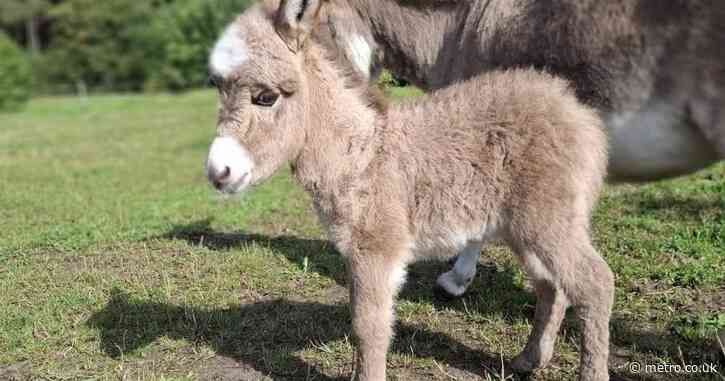 Newborn donkey tortured and killed before body dumped in paddock