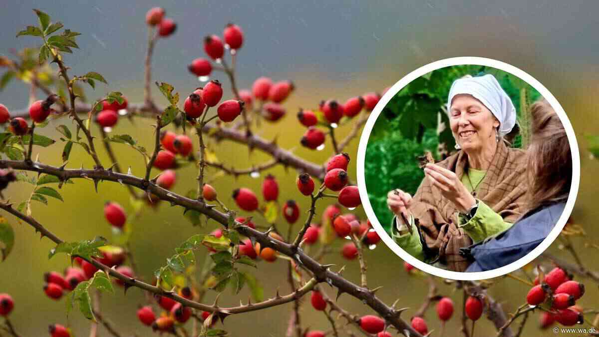 Die Heilungskräfte der Buche: Heimisches Superfood gegen Erkältungen