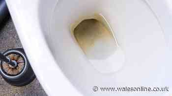 Toilet limescale will melt away with 1 natural item 'better' than bleach and vinegar