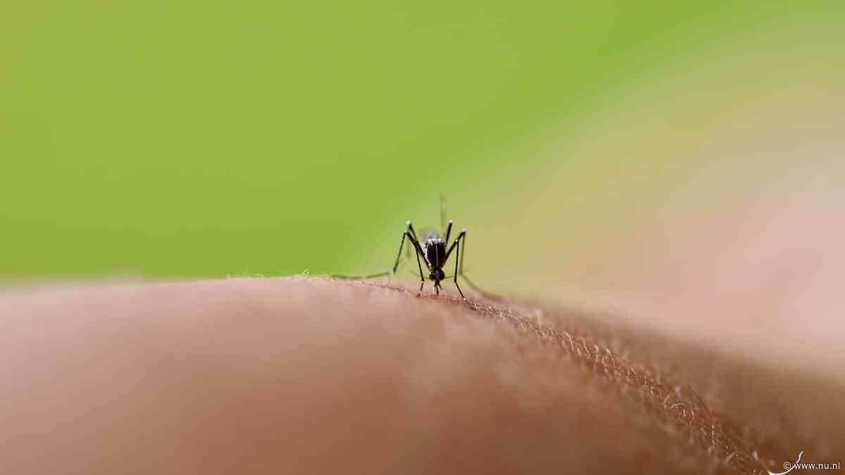 Deze zomer stuk minder muggen door hitte en droogte
