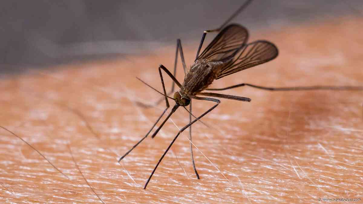 Minder mugge in zomer door droogte en hitte: toch waarschuwing voor westnijlvirus