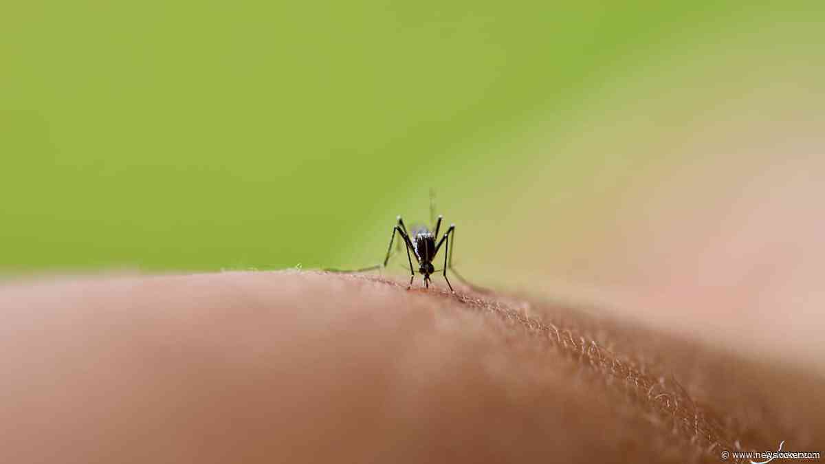 Deze zomer stuk minder muggen door hitte en droogte