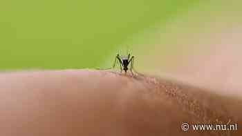 We hadden deze zomer minder last van muggen door hitte en droogte
