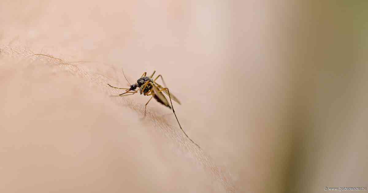 Minder muggen door hitte en droogte, maar wel snellere verspreiding van westnijlvirus