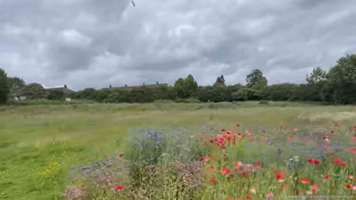 They turned it into an oasis in the middle of their 'depressing' estate - then the diggers came