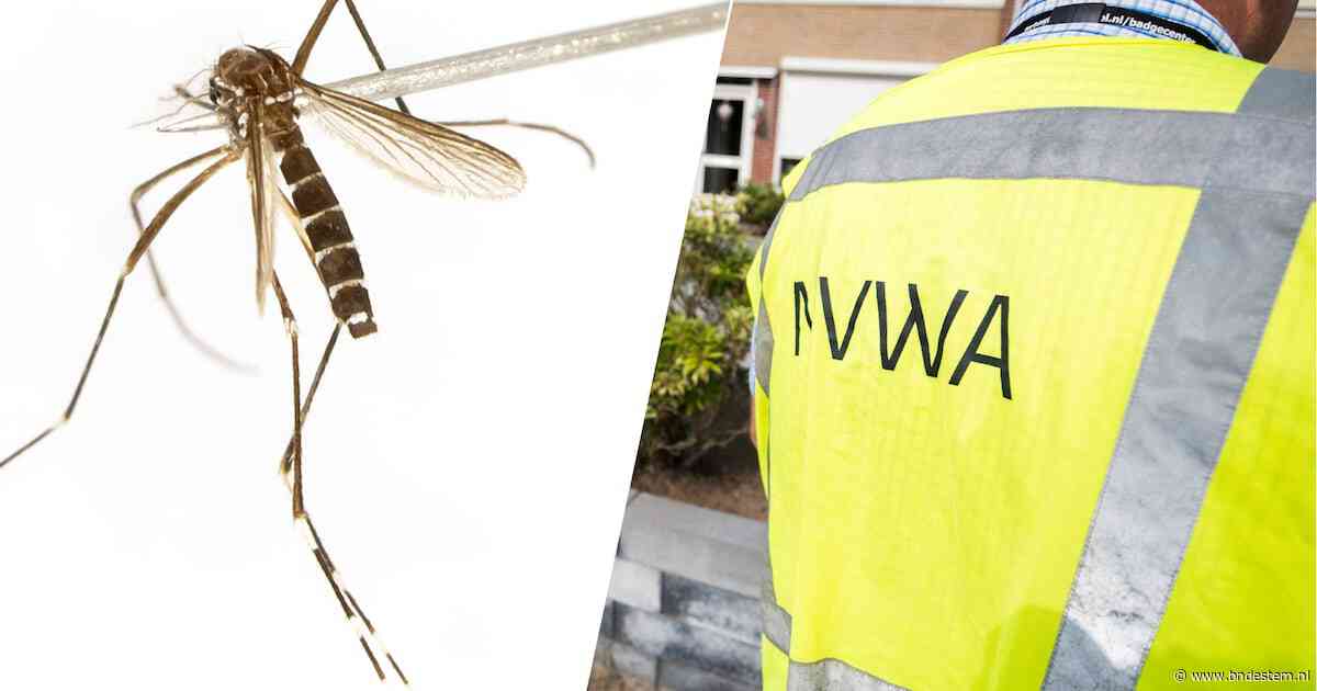 Aziatische tijgermug gevonden in  Tilburgse wijk, NVWA plaatst muggenvallen
