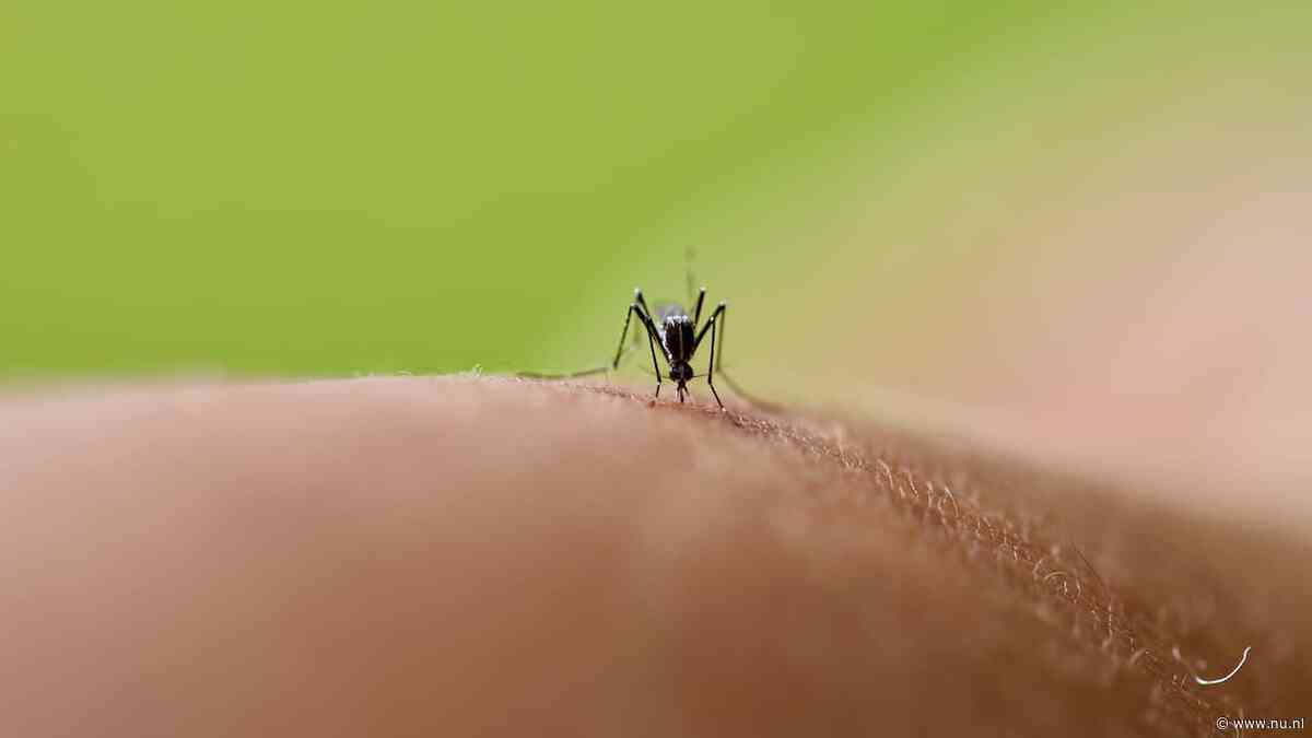 Muggen hadden last van zeer droge en hete zomer: 'Zesde generatie vliegt rond'