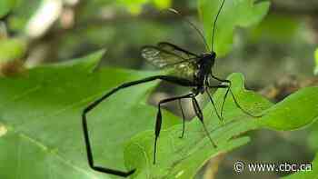 Interesting insects: Enjoy these photos from around New Brunswick