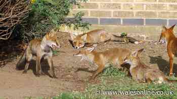 RSPCA 'do not' warning if you have a family of foxes in your garden