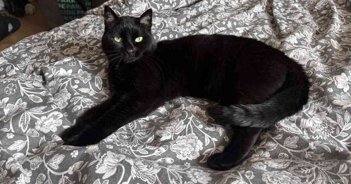 Heb jij Rocky, Sushi of Jason gezien? Deze vier huisdieren worden in Lelystad vermist