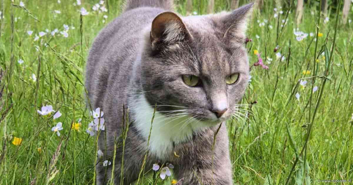 Heb jij Ziggy of Boy gezien? Deze twee huisdieren worden in Enschede vermist