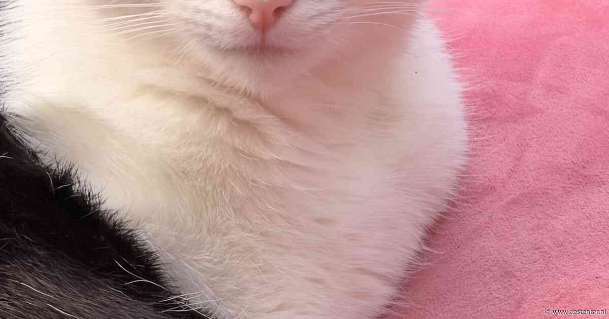 Heb jij Mathilde of Garfield gezien? Deze twee huisdieren worden in Deventer vermist