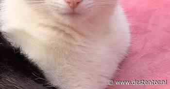 Heb jij Mathilde of Garfield gezien? Deze twee huisdieren worden in Deventer vermist
