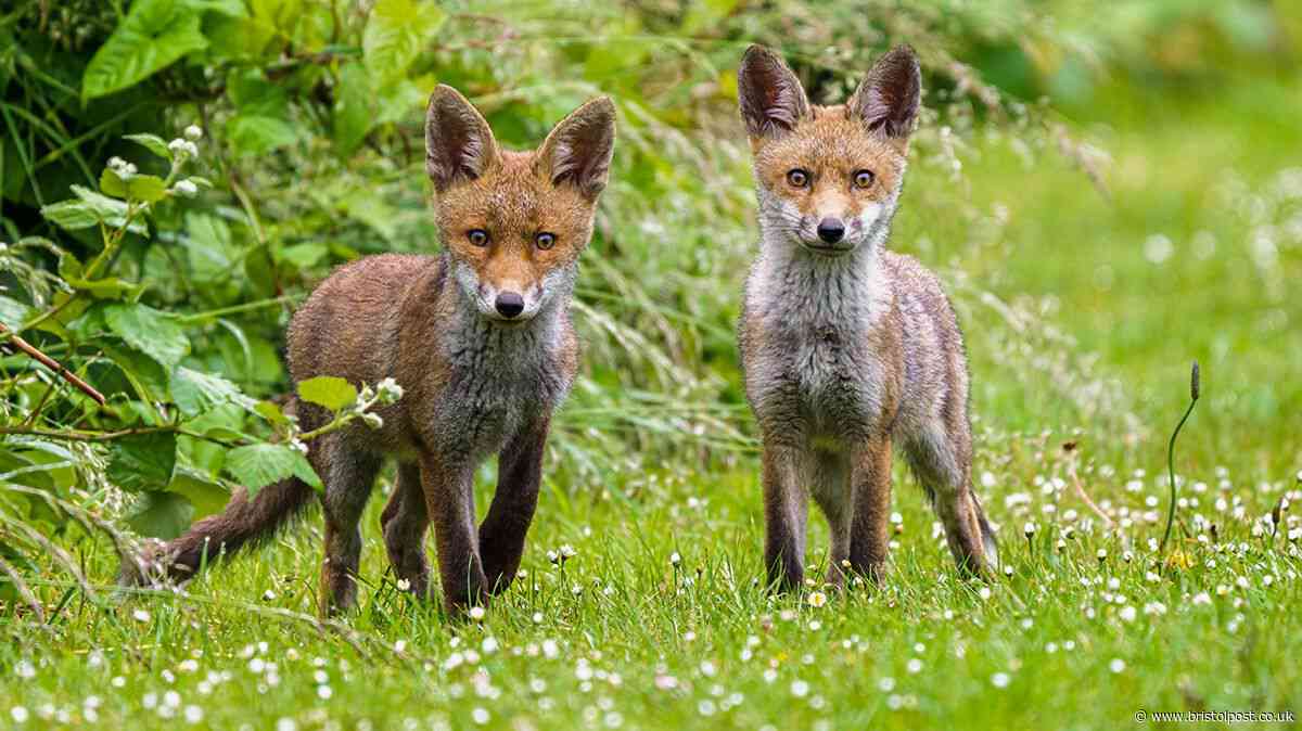 RSPCA 'do not' warning if you have a family of foxes in your garden