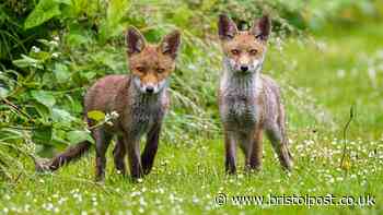 RSPCA 'do not' warning if you have a family of foxes in your garden