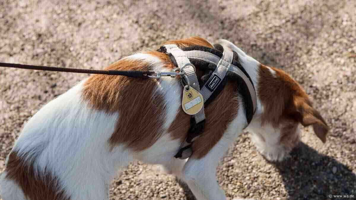 Hundesteuer sparen: Wann eine Befreiung möglich ist