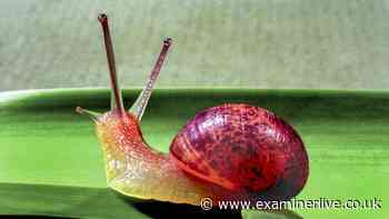 Gardeners urged to scatter 1 thing in gardens to keep slugs and snails away