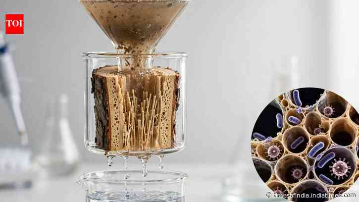 MIT makes water filters from tree branches that remove over 99% of bacteria and viruses