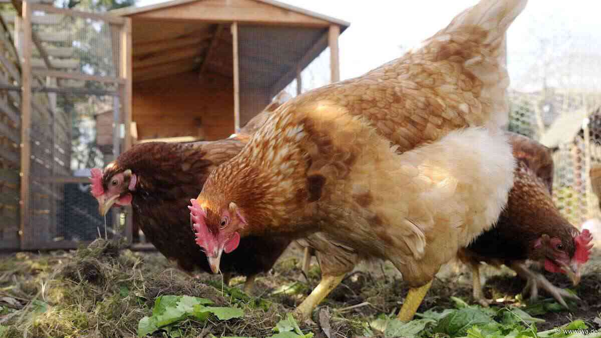 Von wegen nur Brennnesseln: Diese Gartenkräuter sollten Ihre Hühner unbedingt fressen