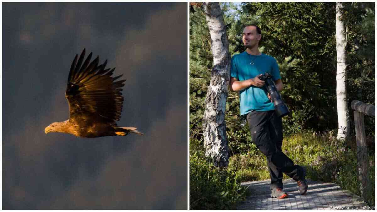 Seeadler gesichtet! Europas größter Greifvogel erobert die Nicklheimer Filzen
