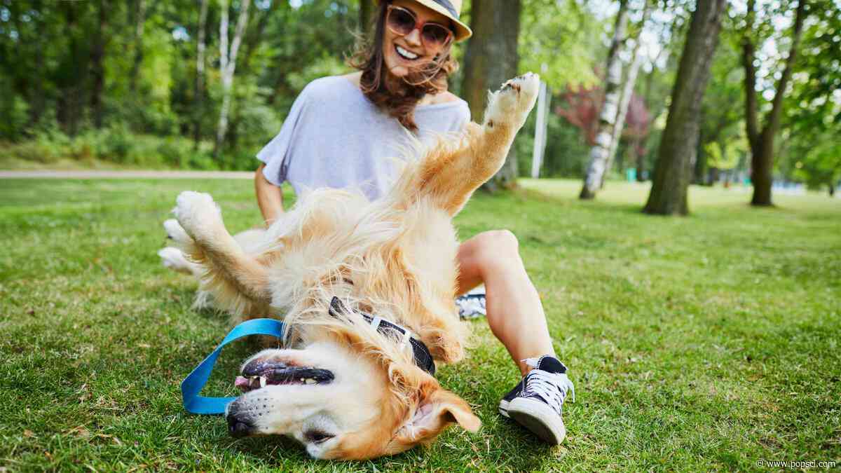 Why do dogs’ legs shake during pets? It’s not because they like it.