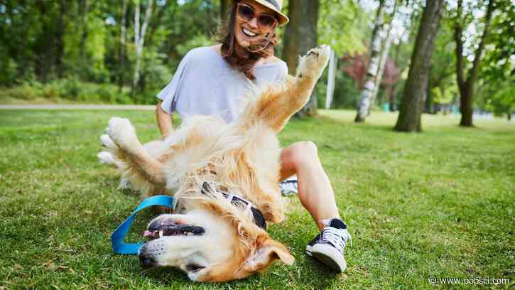 Why do dogs’ legs shake during pets? It’s not because they like it.