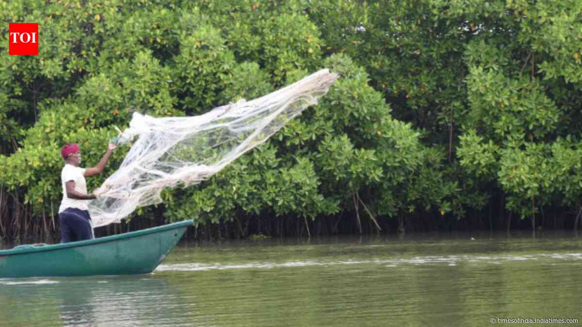 How Gujarat's villagers turned mangroves into a natural coastal shield
