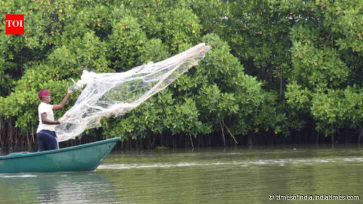 How Gujarat's villagers turned mangroves into a natural coastal shield