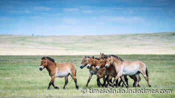 Once extinct in the wild, Przewalski’s horses return to China with population topping 900