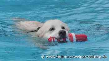 Hundeschwimmen in Braunschweigs Raffteichbad – die 40 tierisch schönsten Bilder