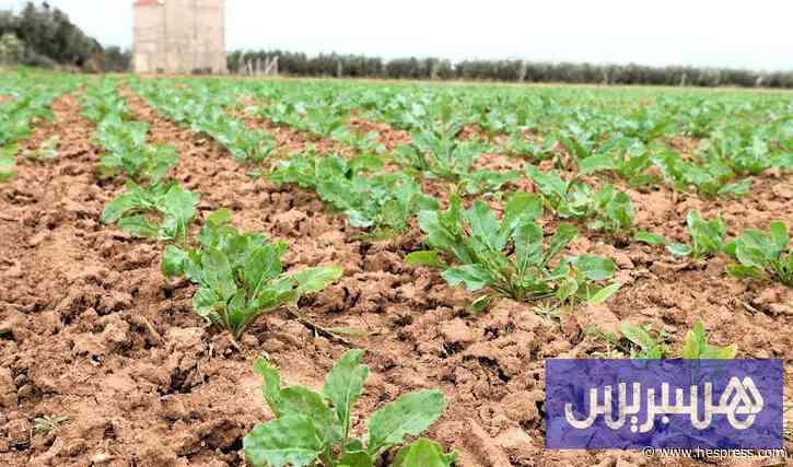 مردودية قصب السكر تغري فلاحي اللوكوس بتوسيع المساحات المزروعة