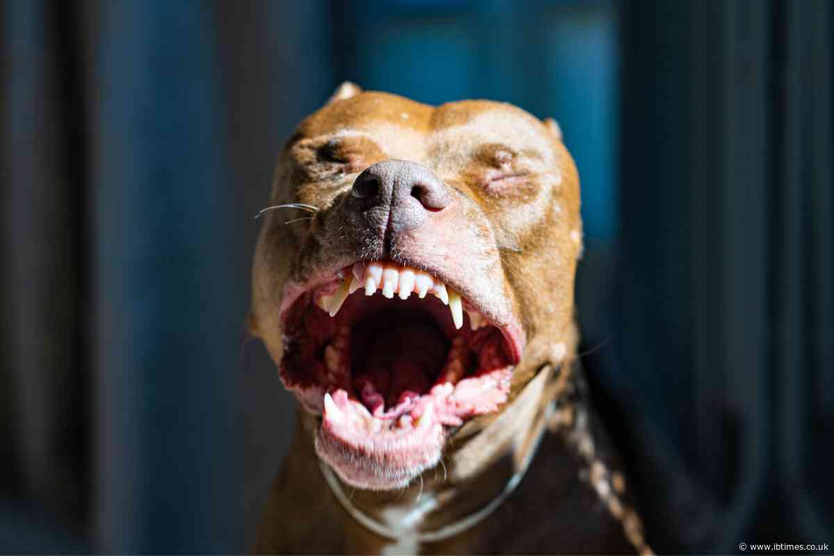 Oklahoma Parents Face Murder Charges Following the Suspected Dog Mauling Death of Their Toddler