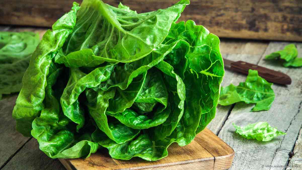 Lettuce will stay crisp and fresh for up to a month when wrapped in common kitchen item