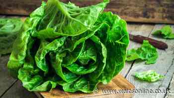 Lettuce will stay crisp and fresh for up to a month when wrapped in common kitchen item