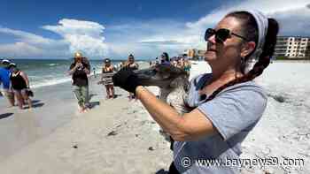 Seaside Seabird Sanctuary releases pelicans on 10th anniversary