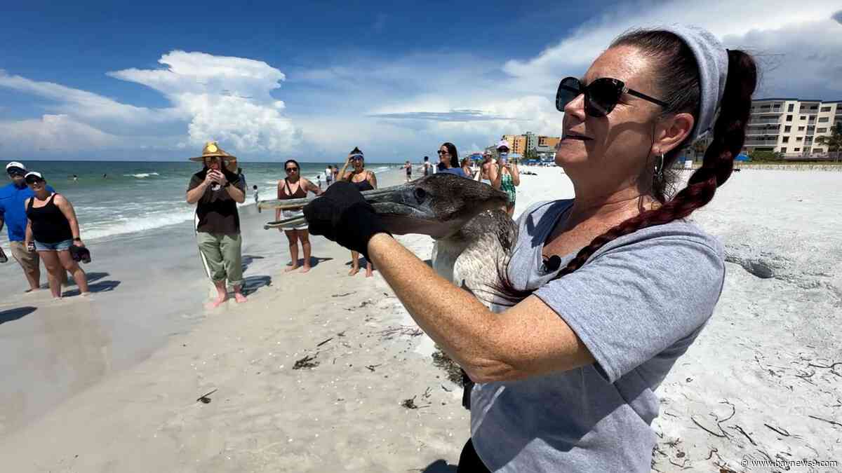 Seaside Seabird Sanctuary releases pelicans on 10th anniversary