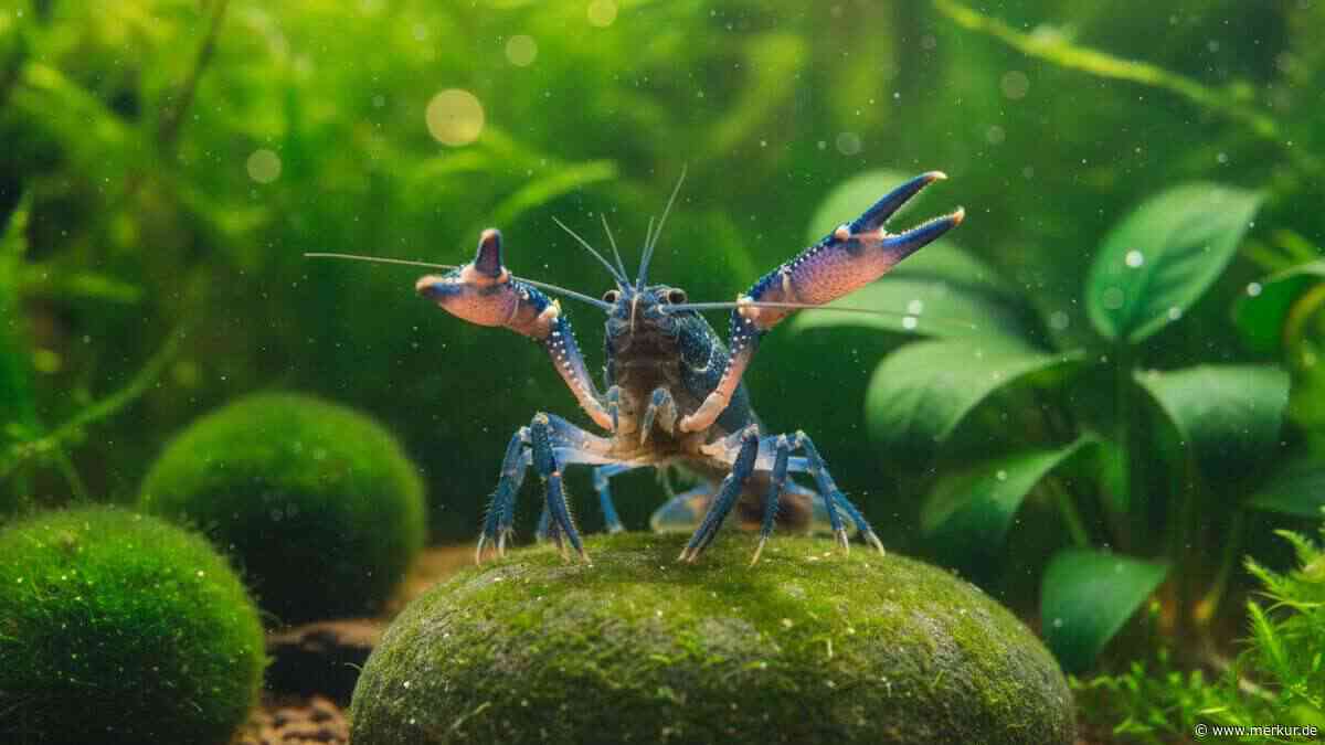 Krebse im Aquarium: Diese 10 Arten sind wunderschön und erstaunlich pflegeleicht