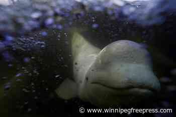 Port of Churchill expansion could chase belugas away, U of M researcher says
