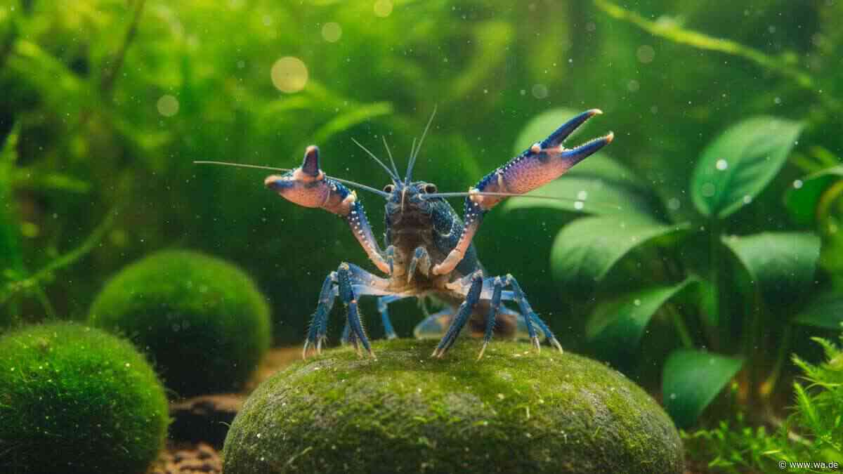 Krebse im Aquarium: Diese 10 Arten sind wunderschön und erstaunlich pflegeleicht