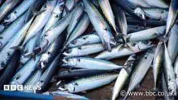 'Skimpflation' warning as tinned mackerel alternative hits more supermarket shelves