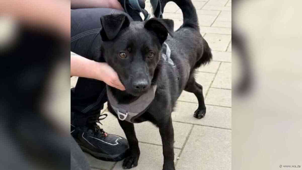 Chip ist immer in Action – obwohl dem Hund ein Bein fehlt