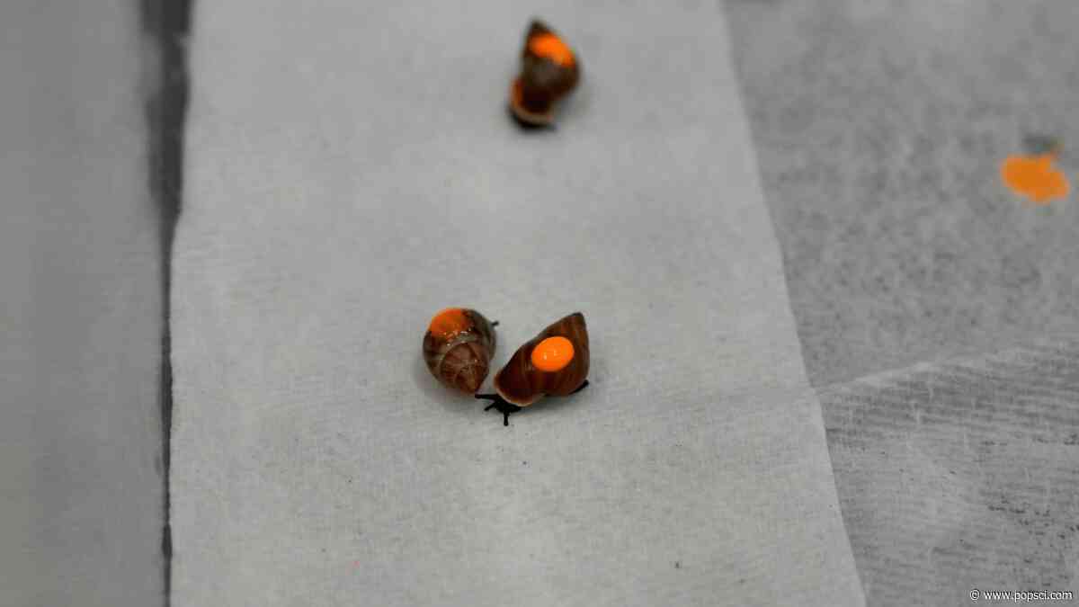 500 snails mailed to Tahiti to reclaim their natural habitat