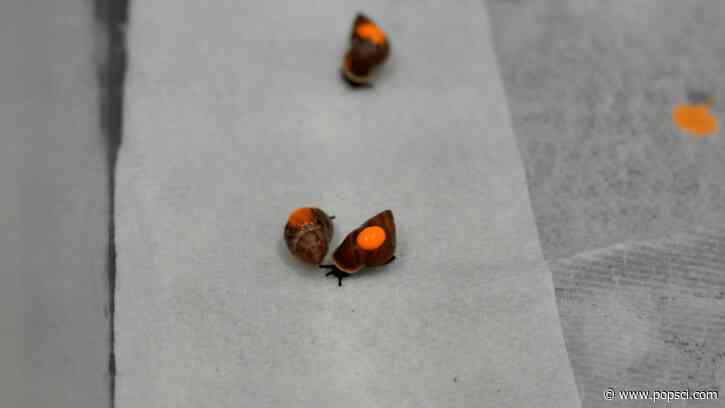 500 snails mailed to Tahiti to reclaim their natural habitat